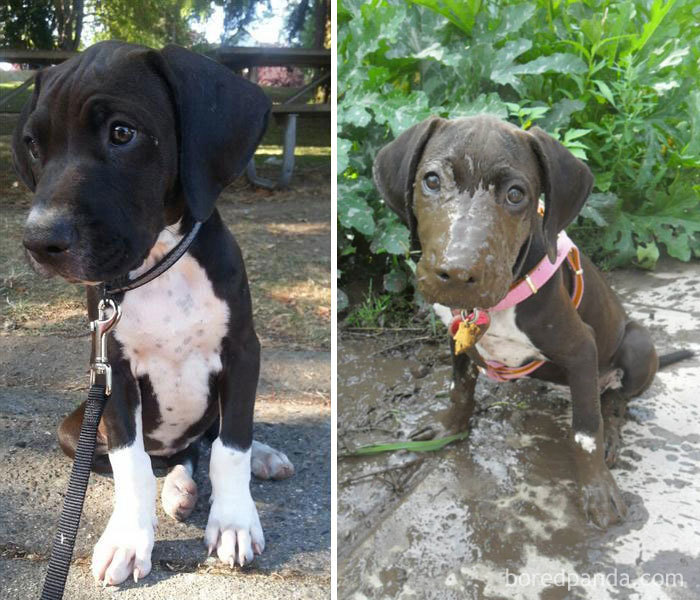 My Pup Discovered She Likes Mud Today