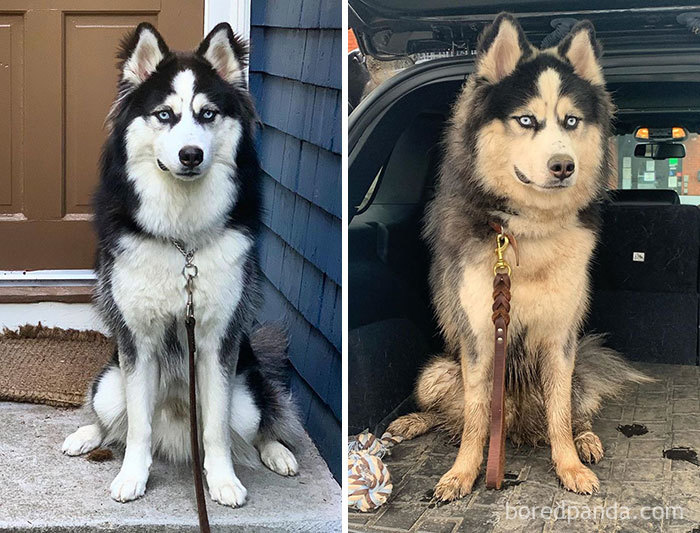 My Fur Used To Be White