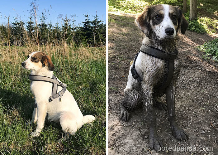 That Was A Fun Day In The Park. My Humans Learned Something New As Well: Always Bring A Towel In The Car