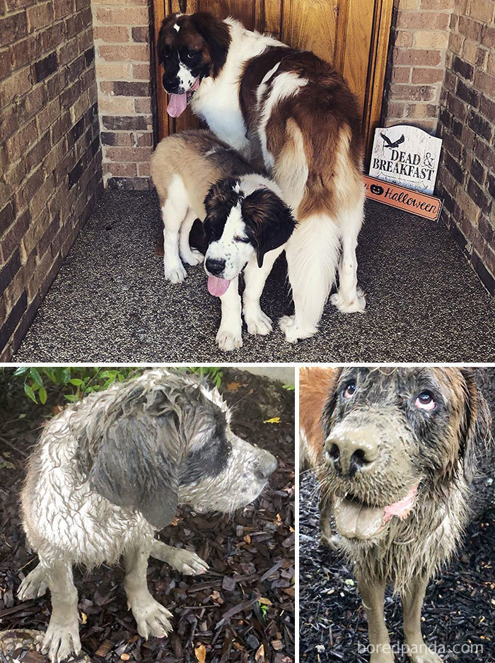 A Little Mud Never Hurt Anyone... Right?