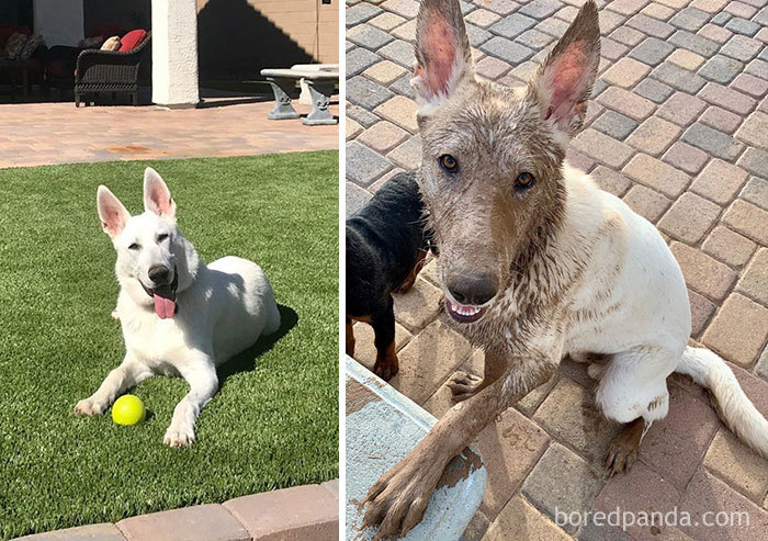 Looks Like Aspen Loves His Mud Bath