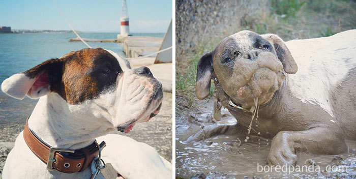 Little Pig In A Mud Bath