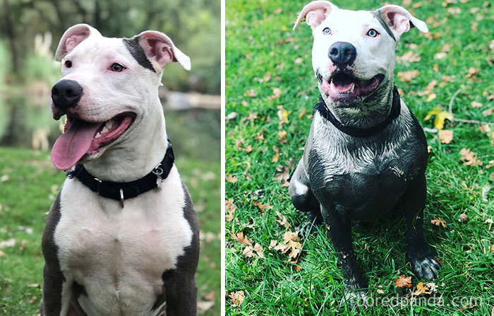 This Boy Had A Great Day. He Got To Play In Mud, Snuck In A Goose Poop Snack, And Got To Play In The Hose While The Humans Rubbed Soap On Him. It Was The Best Day Ever