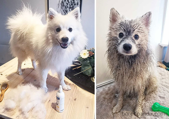 Found Myself A Perfect Mud-Hole, Got To Sit In Front And Got Some Treats When Got Home. Perfect Sunday