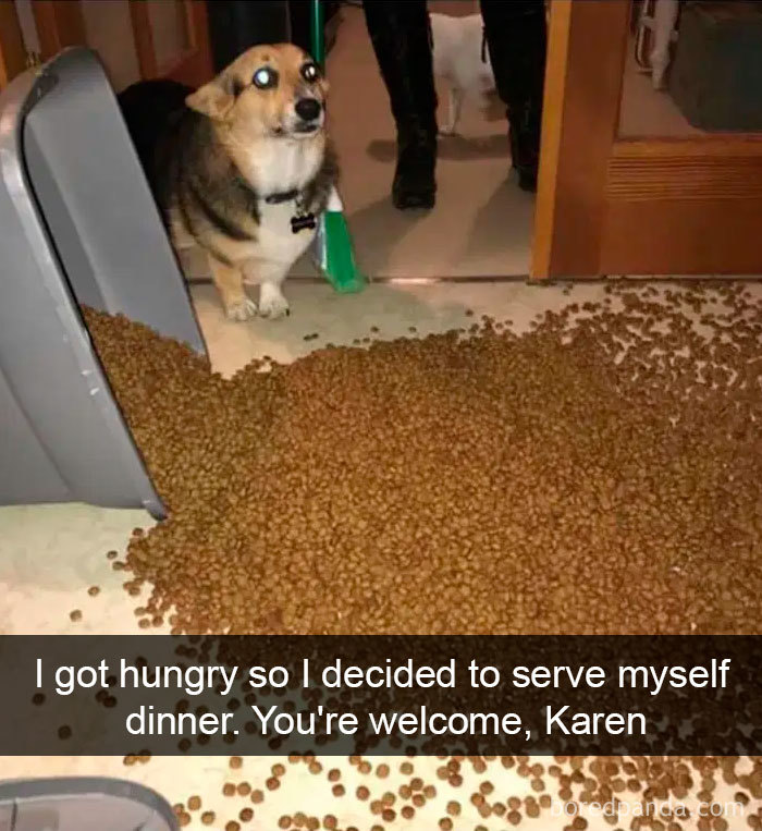 Funny-Hilarious-Dog-Snapchats