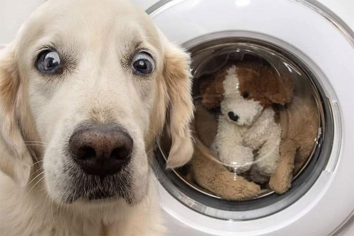 40 Funny And Cute Dog Snapchats That Will Hopefully Make Your Day