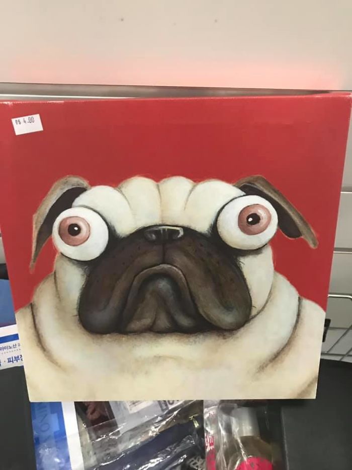 This Poor Pug Looks Like His Portrait Has Been Painted In The Middle Of Having His Temperature Taken