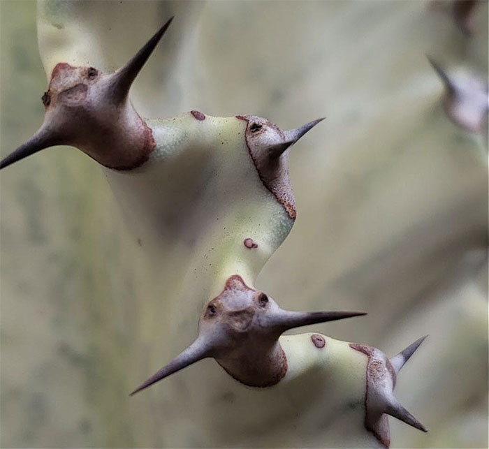 This Cactus Looked Happy To See Me