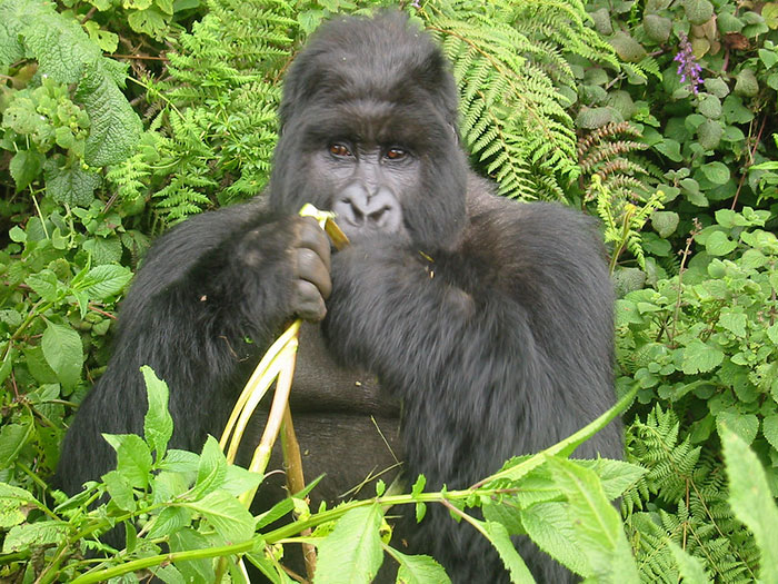 Astonishing Picture Shows Two Young Gorillas Dismantling The Traps Set By The Poachers That Killed Their Friend Astonishing Picture Shows Two Young Gorillas Dismantling The Traps Set By The Poachers That Killed Their Friend