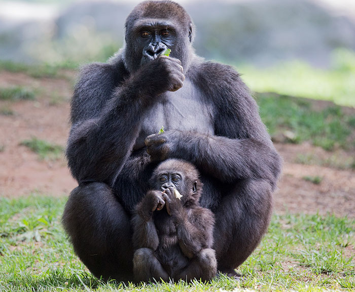 Astonishing Picture Shows Two Young Gorillas Dismantling The Traps Set By The Poachers That Killed Their Friend Astonishing Picture Shows Two Young Gorillas Dismantling The Traps Set By The Poachers That Killed Their Friend