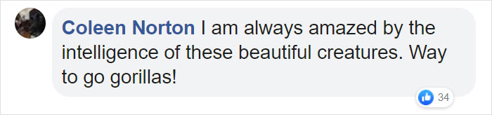 Astonishing Picture Shows Two Young Gorillas Dismantling The Traps Set By The Poachers That Killed Their Friend Astonishing Picture Shows Two Young Gorillas Dismantling The Traps Set By The Poachers That Killed Their Friend