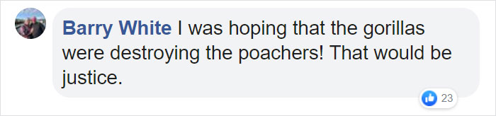Astonishing Picture Shows Two Young Gorillas Dismantling The Traps Set By The Poachers That Killed Their Friend Astonishing Picture Shows Two Young Gorillas Dismantling The Traps Set By The Poachers That Killed Their Friend