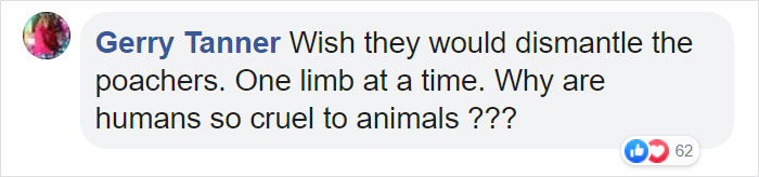 Astonishing Picture Shows Two Young Gorillas Dismantling The Traps Set By The Poachers That Killed Their Friend Astonishing Picture Shows Two Young Gorillas Dismantling The Traps Set By The Poachers That Killed Their Friend