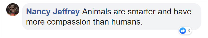 Astonishing Picture Shows Two Young Gorillas Dismantling The Traps Set By The Poachers That Killed Their Friend Astonishing Picture Shows Two Young Gorillas Dismantling The Traps Set By The Poachers That Killed Their Friend