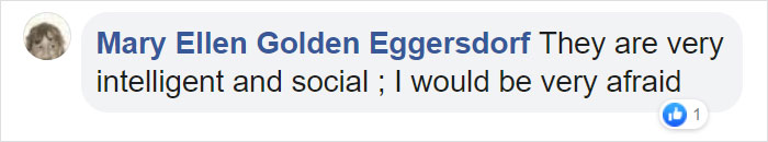 Astonishing Picture Shows Two Young Gorillas Dismantling The Traps Set By The Poachers That Killed Their Friend Astonishing Picture Shows Two Young Gorillas Dismantling The Traps Set By The Poachers That Killed Their Friend