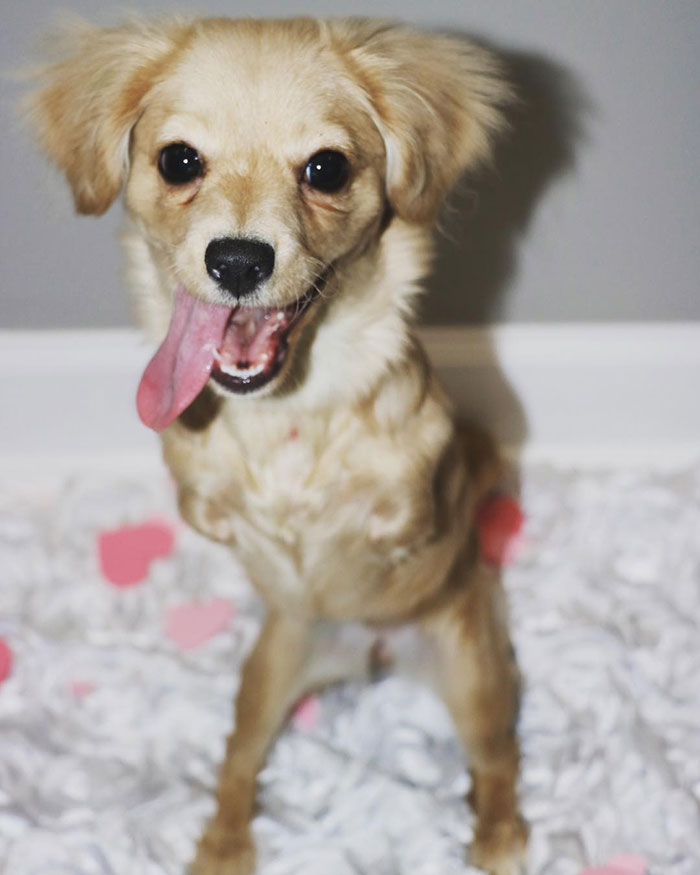 This Unwanted Puppy Gets Another Chance At A Happy Life With A LEGO Wheelchair Made By 12 Y.O.