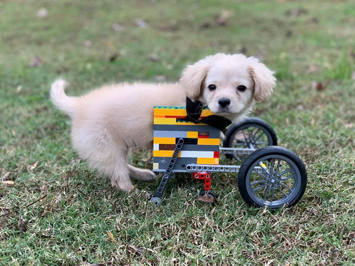 This Unwanted Puppy Gets Another Chance At A Happy Life With A LEGO Wheelchair Made By 12 Y.O.