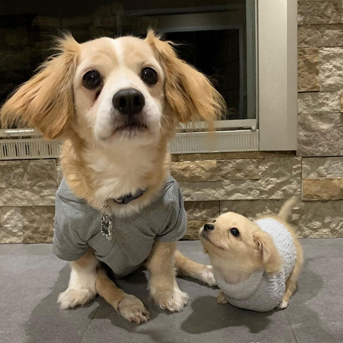 This Unwanted Puppy Gets Another Chance At A Happy Life With A LEGO Wheelchair Made By 12 Y.O.