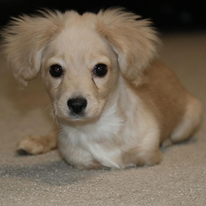 This Unwanted Puppy Gets Another Chance At A Happy Life With A LEGO Wheelchair Made By 12 Y.O.