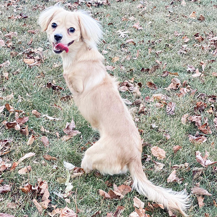 This Unwanted Puppy Gets Another Chance At A Happy Life With A LEGO Wheelchair Made By 12 Y.O.