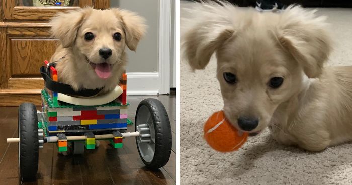 This Unwanted Puppy Gets Another Chance At A Happy Life With A LEGO Wheelchair Made By 12 Y.O.
