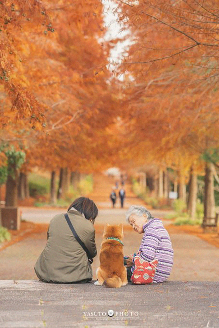 Grandmother-Dog-Shiba-Inu-Photos-Yasuto