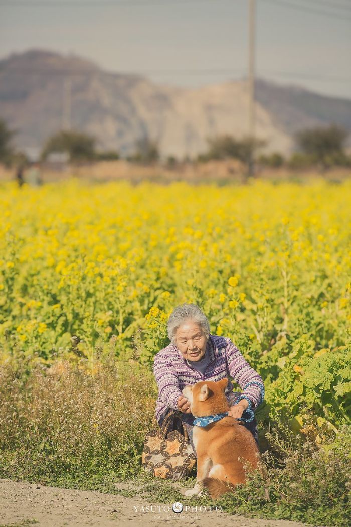Grandmother-Dog-Shiba-Inu-Photos-Yasuto