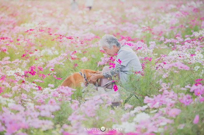 Grandmother-Dog-Shiba-Inu-Photos-Yasuto