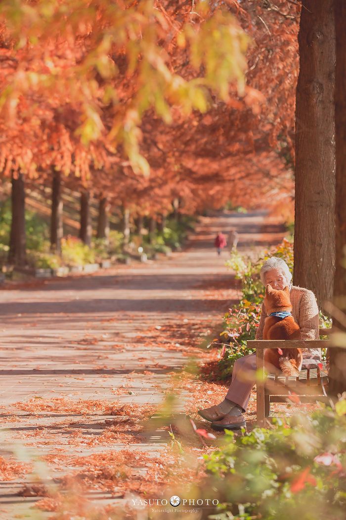 Grandmother-Dog-Shiba-Inu-Photos-Yasuto