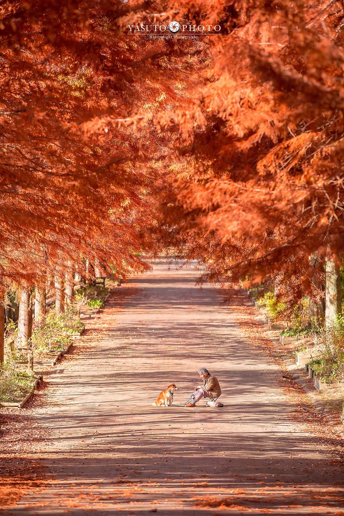 Grandmother-Dog-Shiba-Inu-Photos-Yasuto