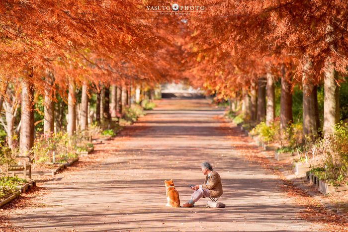 Grandmother-Dog-Shiba-Inu-Photos-Yasuto
