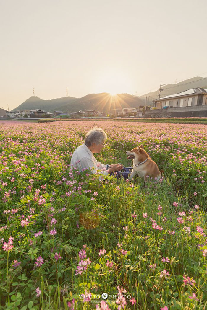 Grandmother-Dog-Shiba-Inu-Photos-Yasuto