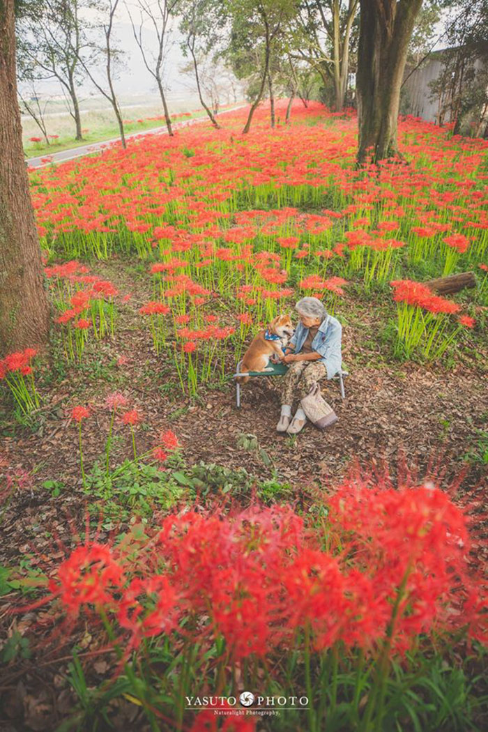 Grandmother-Dog-Shiba-Inu-Photos-Yasuto