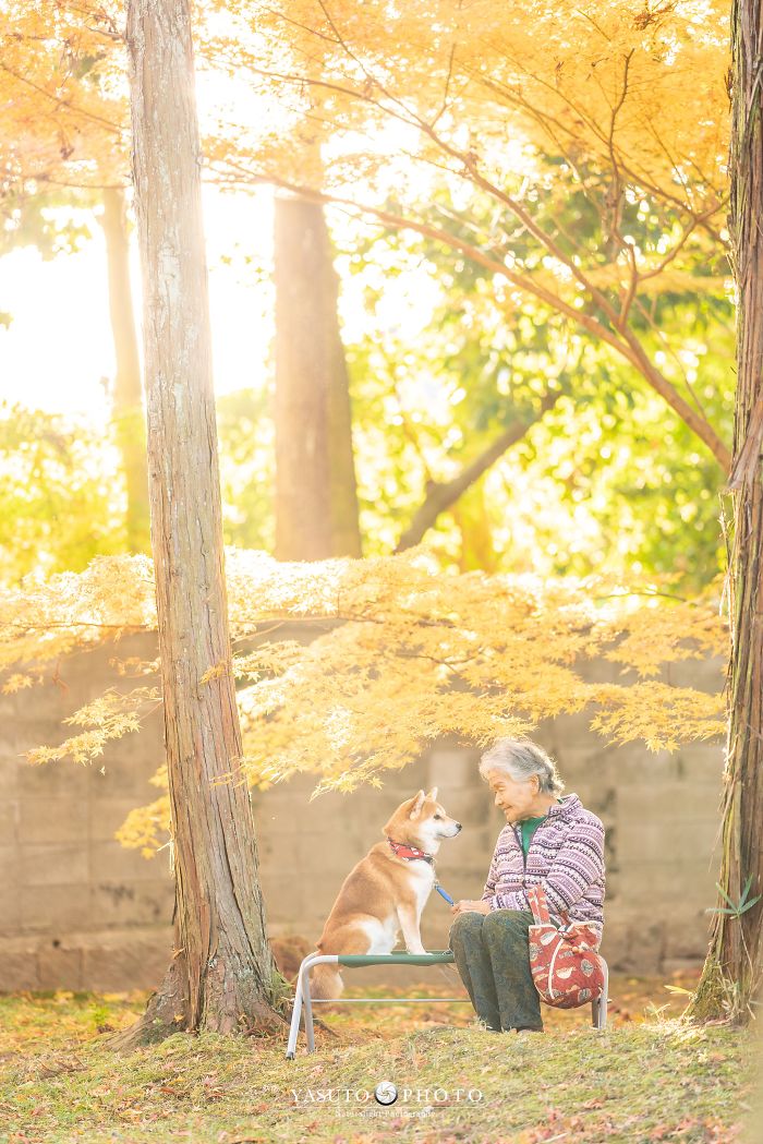 Grandmother-Dog-Shiba-Inu-Photos-Yasuto