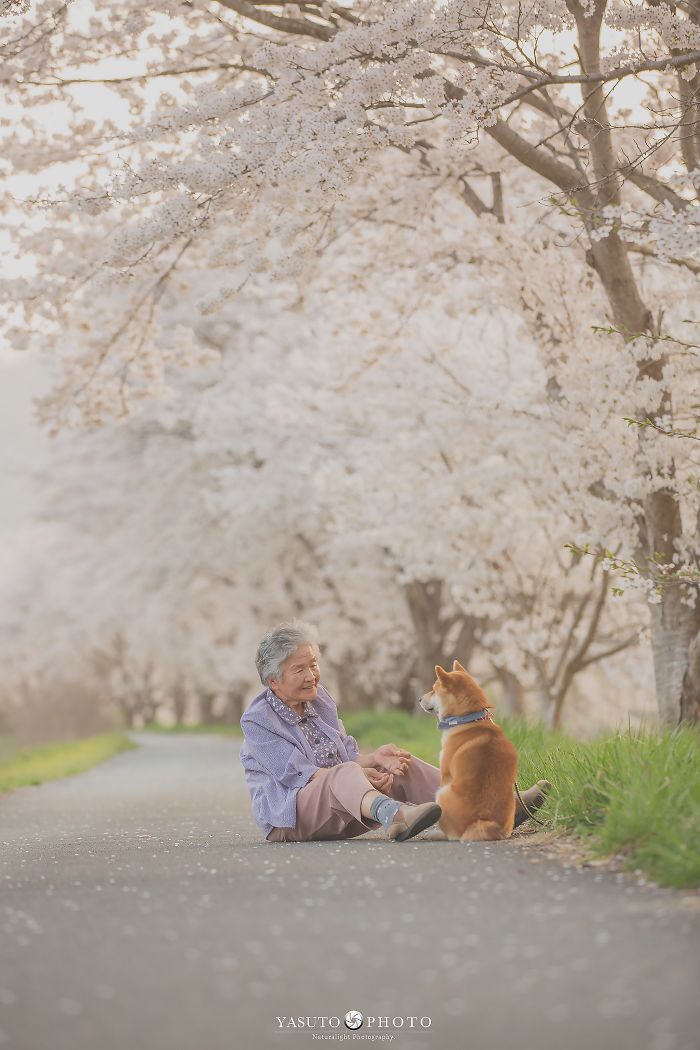 Grandmother-Dog-Shiba-Inu-Photos-Yasuto