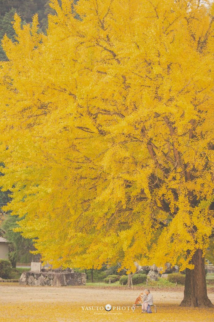 Grandmother-Dog-Shiba-Inu-Photos-Yasuto