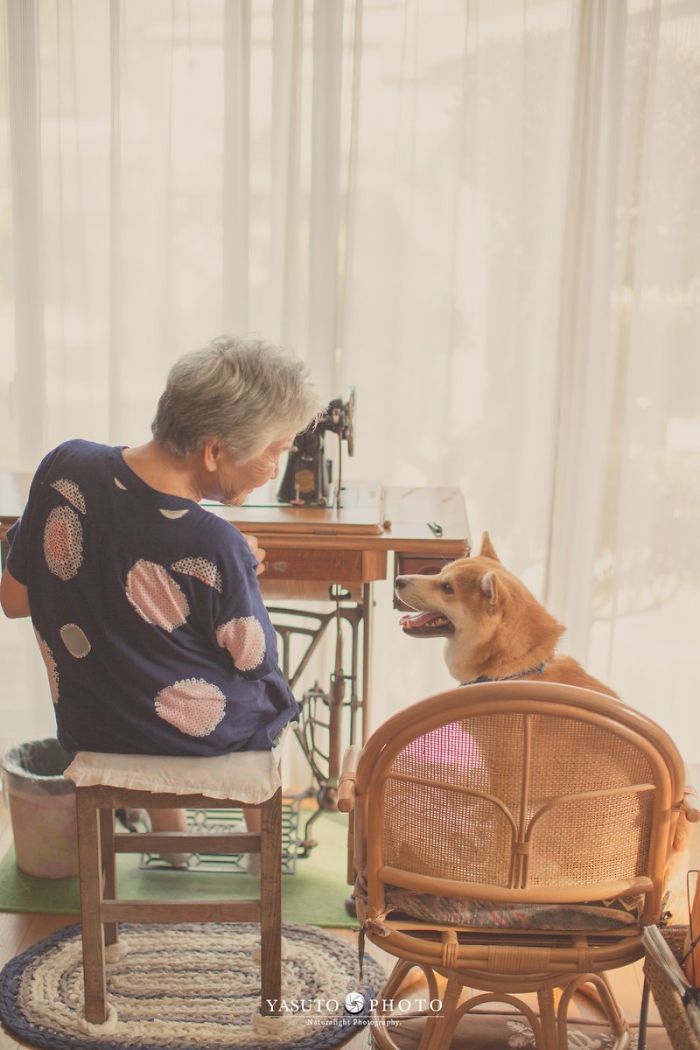 Grandmother-Dog-Shiba-Inu-Photos-Yasuto