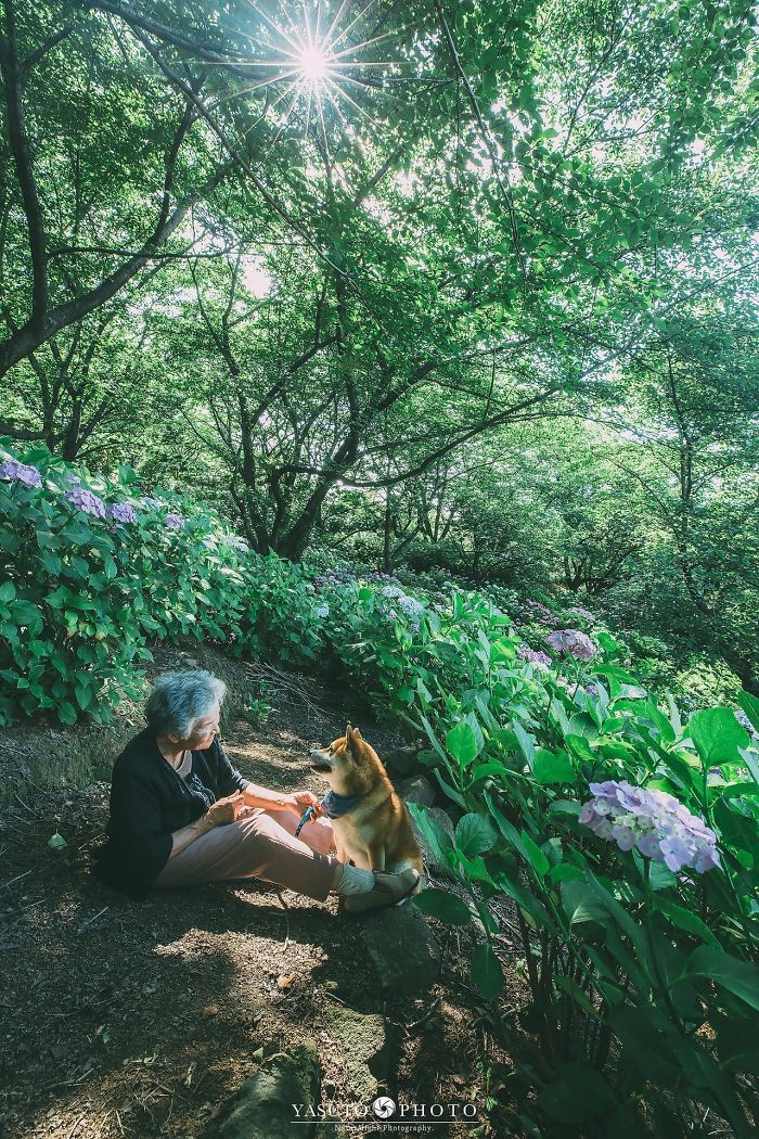 Grandmother-Dog-Shiba-Inu-Photos-Yasuto