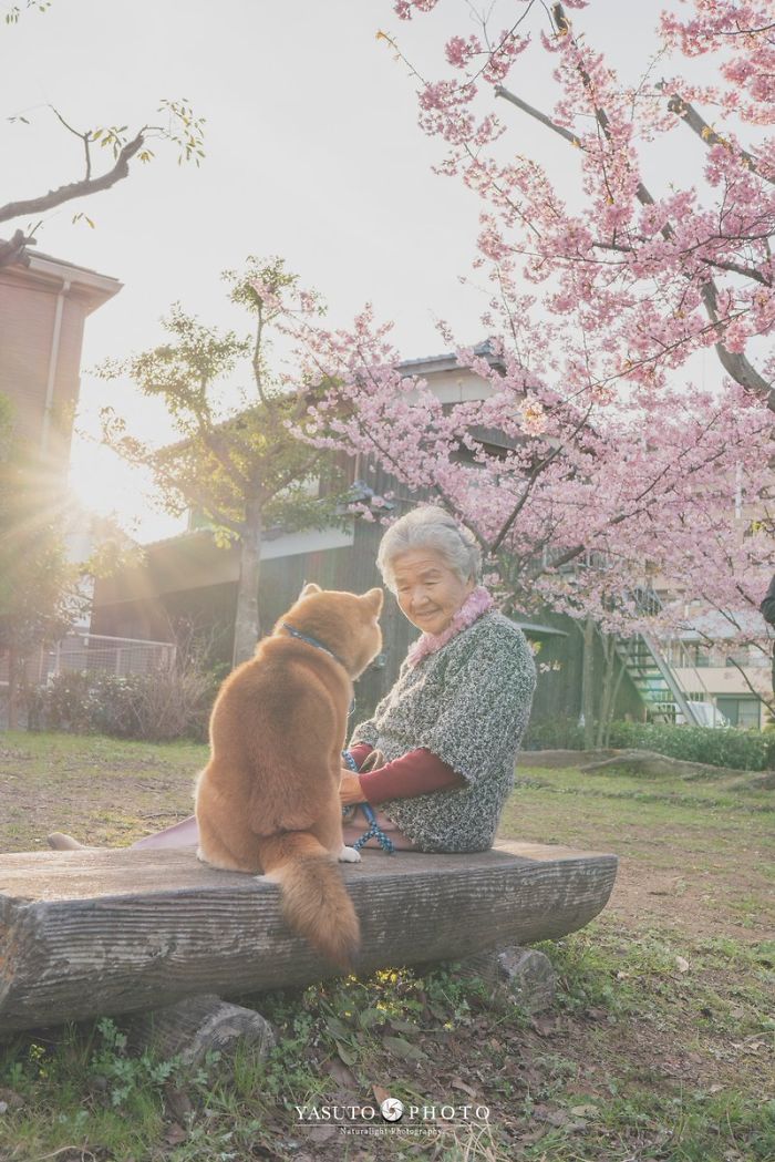 Grandmother-Dog-Shiba-Inu-Photos-Yasuto