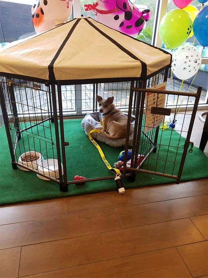 Hotel-Guests-Foster-Dogs-Adoption