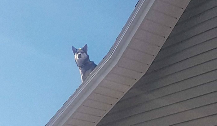 La policía llamó a este hombre para informarle de que su husky estaba sentado en el tejado, proporcionando divertidas pruebas