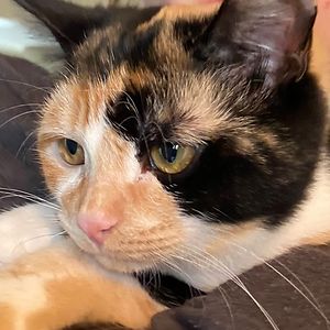 donnamccormick avatar