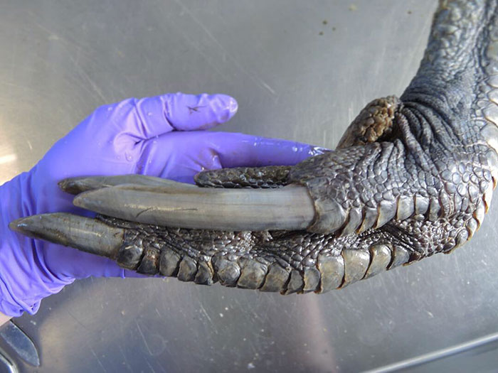 The Claw Of A Male Southern Cassowary Compared To A Human Hand