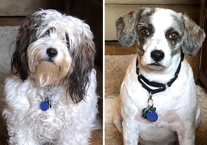 Took Dog To Groomer. Got A Different Dog Back