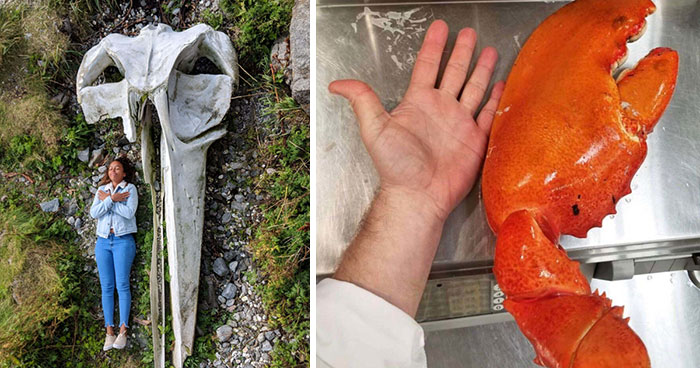 38 Comparaciones muy interesantes (Nuevas imágenes)