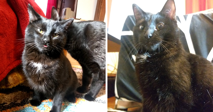 Woman Leaves A Weed Cookie Lying Unattended For A Minute, Her Cat Steals It And Eats It