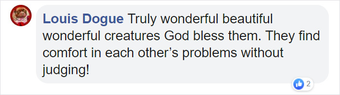 Meet Herman, The Flightless Pigeon And His Best Friend Lundy, The Chihuahua Who Can't Walk