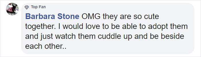 Meet Herman, The Flightless Pigeon And His Best Friend Lundy, The Chihuahua Who Can't Walk