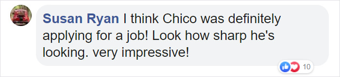 Dog Strolls Into Texan Police Station To ‘Report Himself Missing’ Dog Strolls Into Texan Police Station To ‘Report Himself Missing’