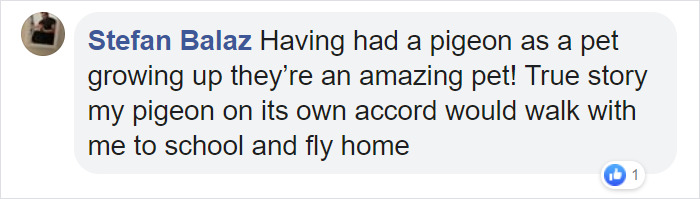 Meet Herman, The Flightless Pigeon And His Best Friend Lundy, The Chihuahua Who Can't Walk Meet Herman, The Flightless Pigeon And His Best Friend Lundy, The Chihuahua Who Can't Walk
